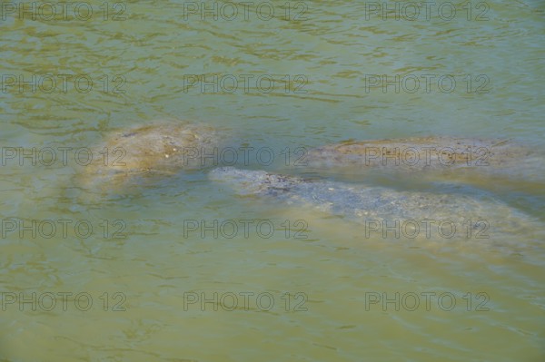 Manatees (Trichechidae), under the water surface in green water, Flamingo, MarinaEverglades National Park, Florida, USA