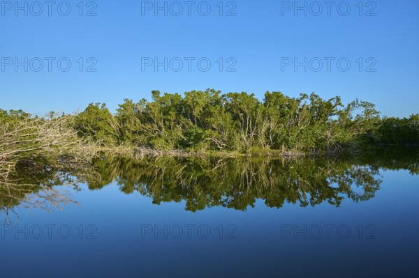 Trees reflected in a calm lake under a blue sky, Eco Pond, Flamingo, Everglades National Park, Florida, USA