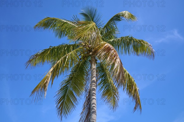 Tall palm tree with green leaves under a clear blue sky, Flamingo, Everglades National Park, Florida, USA