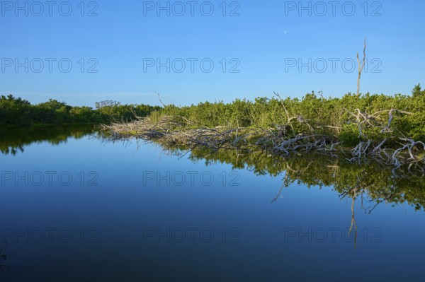 Lake shore with tree reflections and clear blue sky, Eco Pond, Flamingo, Everglades National Park, Florida, USA
