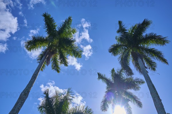 Palm trees rise into the cloudy, sunny sky, Flamingo, Everglades National Park, Florida, USA