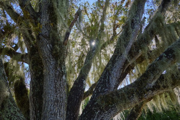Sunlight streams through a moss-covered tree with dense branches, Flamingo, Everglades National Park, Florida, USA