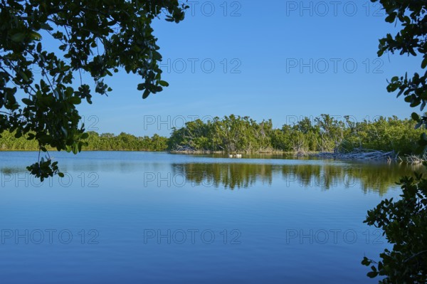 Tranquil seascape with surrounding trees and clear blue sky, Eco Pond, Flamingo, Everglades National Park, Florida, USA