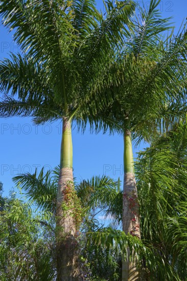 Two large palm trees stand in front of a clear, deep blue sky, Flamingo, Everglades National Park, Florida, USA