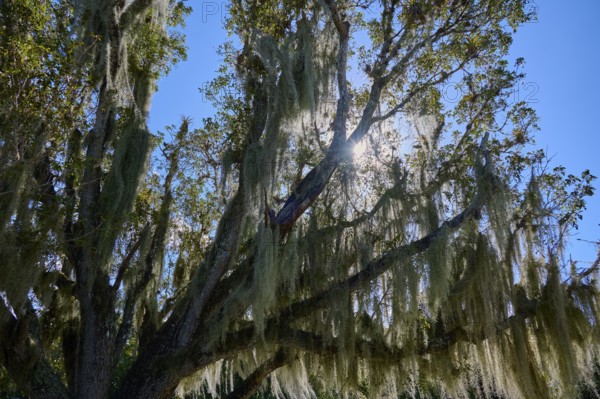 Moss-covered treetops with sunbeams breaking through the foliage, Flamingo, Everglades National Park, Florida, USA