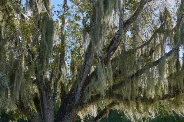 Moss-covered tree stretches majestically against the blue sky, Flamingo, Everglades National Park, Florida, USA