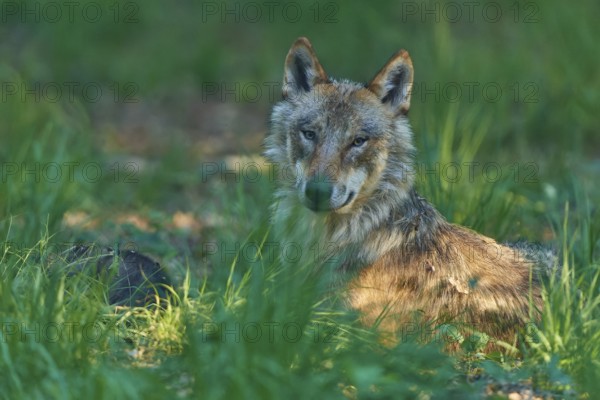 A wolf rests in the grass of the forest and looks curiously into the distance, Wolf (Canis Lupus), Summer, Germany