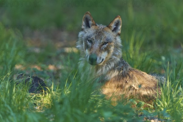 A wolf lies attentively in the green forest and looks vigilantly ahead, Wolf (Canis Lupus), Summer, Germany