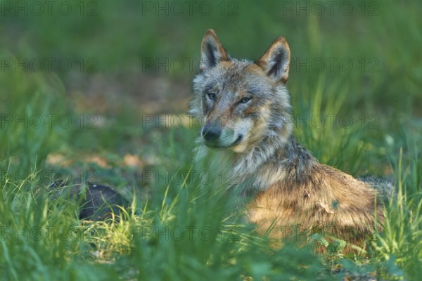 A watchful wolf sits in the green forest grass and observes its surroundings, Wolf (Canis Lupus), summer, Germany