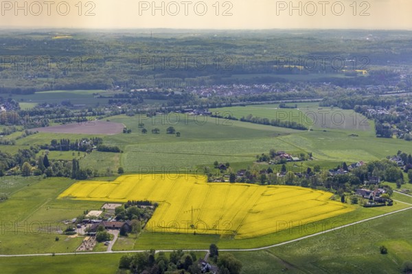 Aerial view, riding stable Timberline Westernschool, Stooter Straße, rape field, Saarn - Süd, Mülheim an der Ruhr, Ruhr area, North Rhine-Westphalia, Germany, DE, Europe, colour yellow, distant view, aerial view, aerial photography, aerial photography, horses, equestrian sports, riding facility, riding stable, riding stable, overview, bird's-eye view, meadows and fields, birds-eyes view, overview