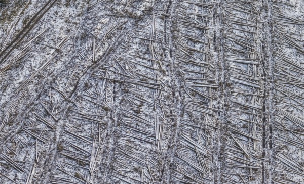 Aerial view of felled trees, lying tree trunks in winter with snow at the Südrandweg in Körbecke in Möhnesee in Sauerland in North Rhine-Westphalia, Germany, Möhnesee, Sauerland, North Rhine-Westphalia, DE, Europe, aerial photograph, birds-eyes view, aerial photography, aerial photography, overview, bird's eye view