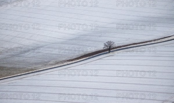 Aerial view of a dirt road with a lonely tree in winter with snow and view of Körbecke in Möhnesee in Sauerland in North Rhine-Westphalia, Germany, Möhnesee, Sauerland, North Rhine-Westphalia, DE, Europe, aerial photo, birds-eyes view, aerial photography, aerial photography, overview, overview, bird's eye view