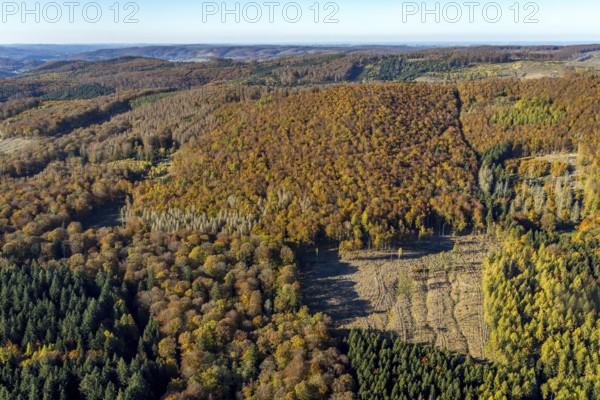 Aerial view, forest area with forest damage in the district Wennemen in Meschede, Sauerland, North Rhine-Westphalia, Germany, tree death, bark beetle damage, bark beetle plague, DE, Europe, spruce dieback, clear cutting, aerial view, aerial photography, aerial photography, Meschede, overview, bird's eye view, forest, forest damage, forest dieback, birds-eyes view, overview
