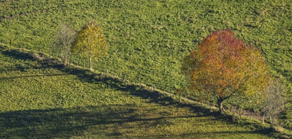 Aerial view, Golden October, hut at the forest and autumnal trees in a meadow in the district Mosebolle in the district Löllinghausen in Meschede, Sauerland, North Rhine-Westphalia, Germany, DE, Europe, autumn colours, hilly landscape, aerial view, aerial photography, aerial photography, Meschede, overview, bird's eye view, meadows and fields, birds-eyes view, overview