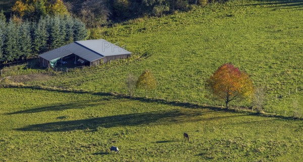 Aerial view, Golden October, hut at the forest and autumnal trees in a meadow in the district Mosebolle in the district Löllinghausen in Meschede, Sauerland, North Rhine-Westphalia, Germany, DE, Europe, autumn colours, hilly landscape, aerial view, aerial photography, aerial photography, Meschede, overview, bird's eye view, meadows and fields, birds-eyes view, overview