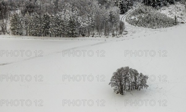 Aerial view of the winter landscape in Mosebolle with a group of trees and tracks in the snow near Meschede in winter in Sauerland in North Rhine-Westphalia, Germany, Bestwig, Sauerland, North Rhine-Westphalia, DE, Europe, aerial view, birds-eyes view, aerial photography, aerial photography, overview, overview, bird's eye view