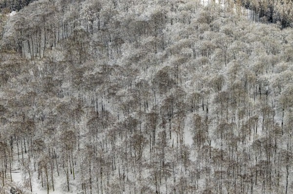 Aerial view of the Arnsberg Forest near Meschede in winter with snow in the Sauerland in North Rhine-Westphalia, Germany, Warstein, Sauerland, North Rhine-Westphalia, DE, Europe, aerial photo, birds-eyes view, aerial photography, aerial photography, overview, bird's eye view