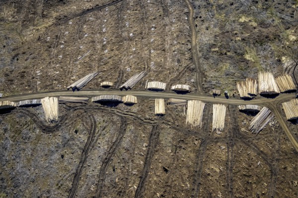 Aerial photo, forest damage and forest dieback, Wennemer Höhweg, Wennemen, Meschede, Sauerland, North Rhine-Westphalia, Germany, deforestation, DE, Europe, aerial photo, aerial photography, aerial photography, overview, bird's-eye view, forest, forest area, forest damage, forest dieback, birds-eyes view, overview, spruce dieback, drought, bark beetle plague