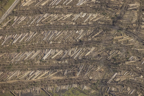 Aerial photo, forest damage and forest dieback, Wennemer Höhweg, Wennemen, Meschede, Sauerland, North Rhine-Westphalia, Germany, deforestation, DE, Europe, aerial photo, aerial photography, aerial photography, overview, bird's-eye view, forest, forest area, forest damage, forest dieback, birds-eyes view, overview, spruce dieback, drought, bark beetle plague