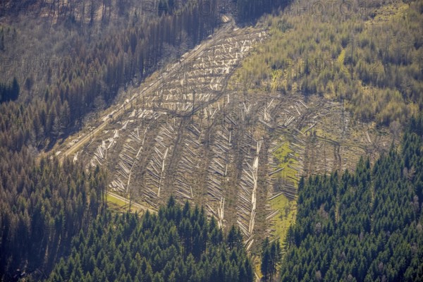 Aerial photo, forest damage and forest dieback, Wennemer Höhweg, Wennemen, Meschede, Sauerland, North Rhine-Westphalia, Germany, deforestation, DE, Europe, aerial photo, aerial photography, aerial photography, overview, bird's-eye view, forest, forest area, forest damage, forest dieback, birds-eyes view, overview, spruce dieback, drought, bark beetle plague