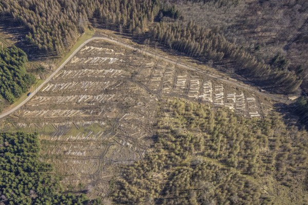 Aerial photo, forest damage and forest dieback, Wennemer Höhweg, Wennemen, Meschede, Sauerland, North Rhine-Westphalia, Germany, deforestation, DE, Europe, aerial photo, aerial photography, aerial photography, overview, bird's-eye view, forest, forest area, forest damage, forest dieback, birds-eyes view, overview, spruce dieback, drought, bark beetle plague