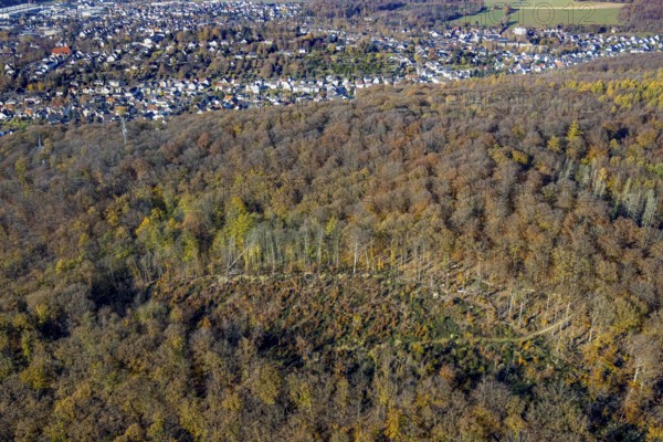 Aerial view, Menden forest with forest damage in Menden, Sauerland, North Rhine-Westphalia, Germany, tree dieback, bark beetle damage, bark beetle plague, DE, Europe, spruce dieback, clear-cutting, aerial photography, aerial photography, aerial photography, Menden, Rothenberg landscape conservation area, overview, bird's eye view, forest, forest damage, forest dieback, birds-eyes view, overview