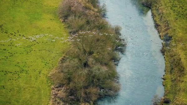 Aerial view of the national nature reserve Lippeauen at the river Lippe with the observation hut Disselmersch near Heintrop in Lippetal in North Rhine-Westphalia, Germany. Geese fly over the river Lippe, Lippetal, Ruhr area, North Rhine-Westphalia, Germany, DE, Europe, aerial photograph, birds-eyes view, aerial photography, aerial photography, overview, bird's eye view