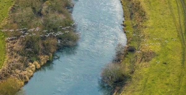 Aerial view of the national nature reserve Lippeauen at the river Lippe with the observation hut Disselmersch near Heintrop in Lippetal in North Rhine-Westphalia, Germany. Geese fly over the river Lippe, Lippetal, Ruhr area, North Rhine-Westphalia, Germany, DE, Europe, aerial photograph, birds-eyes view, aerial photography, aerial photography, overview, bird's eye view