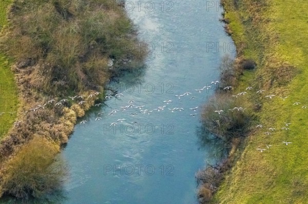 Aerial view of the national nature reserve Lippeauen at the river Lippe with the observation hut Disselmersch near Heintrop in Lippetal in North Rhine-Westphalia, Germany. Geese fly over the river Lippe, Lippetal, Ruhr area, North Rhine-Westphalia, Germany, DE, Europe, aerial photo, birds-eyes view, aerial photography, aerial photography, overview, bird's eye view