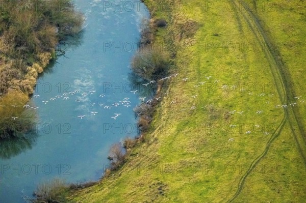 Aerial view of the national nature reserve Lippeauen at the river Lippe with the observation hut Disselmersch near Heintrop in Lippetal in North Rhine-Westphalia, Germany. Geese fly over the river Lippe, Lippetal, Ruhr area, North Rhine-Westphalia, Germany, DE, Europe, aerial photo, birds-eyes view, aerial photography, aerial photography, overview, bird's eye view
