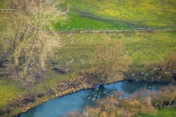 Aerial view of the national nature reserve Lippeauen at the river Lippe with the observation hut Disselmersch near Heintrop in Lippetal in North Rhine-Westphalia, Germany. Geese fly over the river Lippe, Lippetal, Ruhr area, North Rhine-Westphalia, Germany, DE, Europe, aerial photo, birds-eyes view, aerial photography, aerial photography, overview, bird's eye view