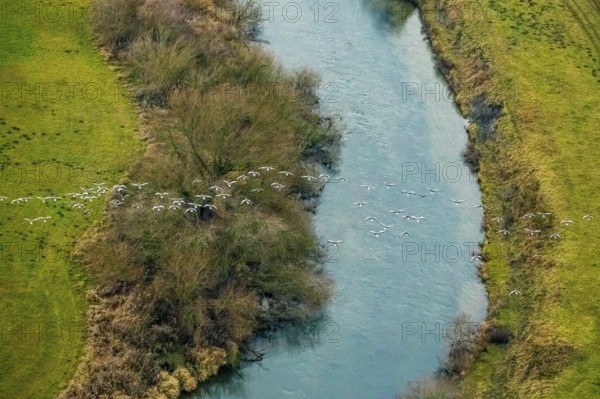 Aerial view of the national nature reserve Lippeauen at the river Lippe with the observation hut Disselmersch near Heintrop in Lippetal in North Rhine-Westphalia, Germany. Geese fly over the river Lippe, Lippetal, Ruhr area, North Rhine-Westphalia, Germany, DE, Europe, aerial photo, birds-eyes view, aerial photography, aerial photography, overview, bird's eye view