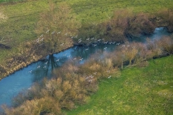 Aerial view of the national nature reserve Lippeauen at the river Lippe with the observation hut Disselmersch near Heintrop in Lippetal in North Rhine-Westphalia, Germany. Geese fly over the river Lippe, Lippetal, Ruhr area, North Rhine-Westphalia, Germany, DE, Europe, aerial photo, birds-eyes view, aerial photography, aerial photography, overview, bird's eye view