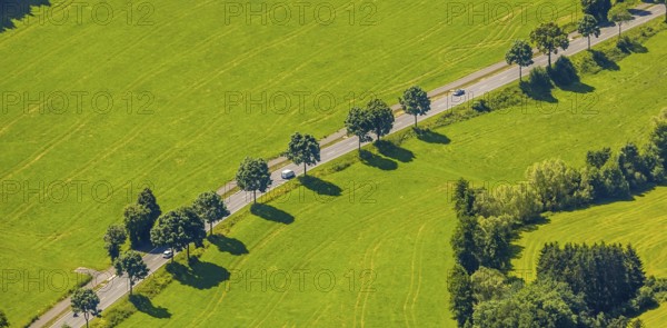Aerial view, tree avenue near Oberelspe, Lennestadt, Sauerland, North Rhine-Westphalia, Germany, tree at the roadside, tree avenue, tree row, tree row at the roadside, tree series, DEU, Europe, aerial view, aerial photography, aerial photography, overview, bird's-eye view, birds-eyes view, overview