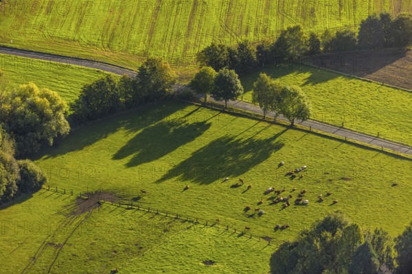 Aerial view, Cows grazing in the grass at Bruchstraße in the district Börnig in Herne, Ruhr area, North Rhine-Westphalia, Germany, DE, Europe, Herne, aerial view, aerial photography, aerial photography, overview, bird's eye view, meadows and fields, birds-eyes view, overview