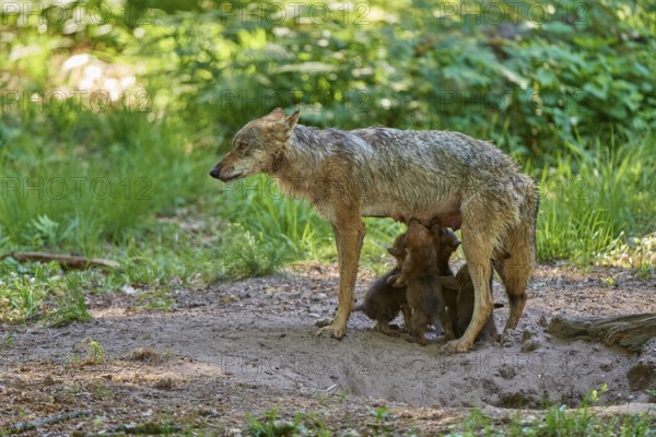A cautious she-wolf surrounds herself with her sucking pups, Wolf (Canis Lupus), Germany
