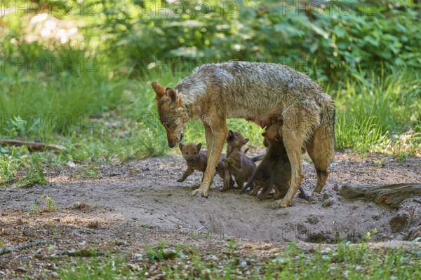 A she-wolf bends over her playing puppies in the forest, Wolf (Canis Lupus), Germany