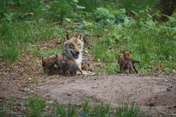 She-wolf looking after her four playing puppies in the forest, Wolf (Canis Lupus), Germany