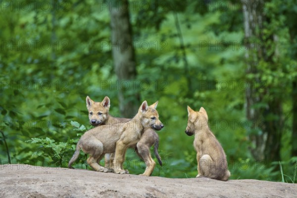 Three wolf pups playing on a hill in a green forest, Wolf (Canis Lupus), Germany