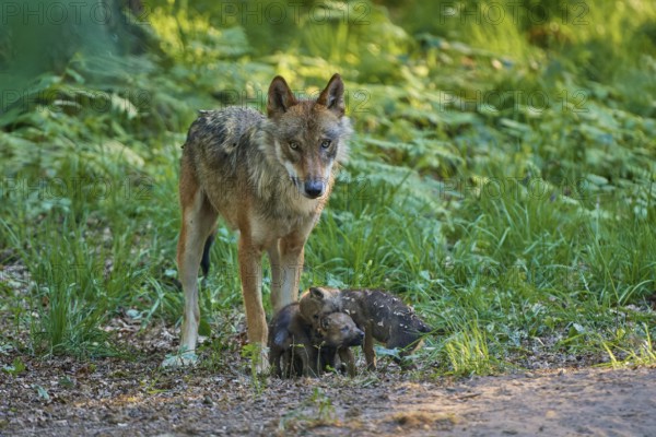 A wolf lovingly tends to its pups in the forest, surrounded by green vegetation, harmonious, Wolf (Canis Lupus), Germany