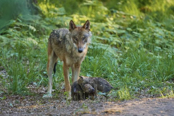 A wolf stands vigil over his pups in a green forest, awareness of the surroundings, Wolf (Canis Lupus), Germany