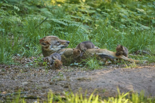 A she-wolf lies on the ground while her pups crawl around her, in a safe environment, Wolf (Canis Lupus), Germany