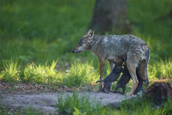 A she-wolf nursing her pups in the green forest and looking to the side, Wolf (Canis Lupus), Germany