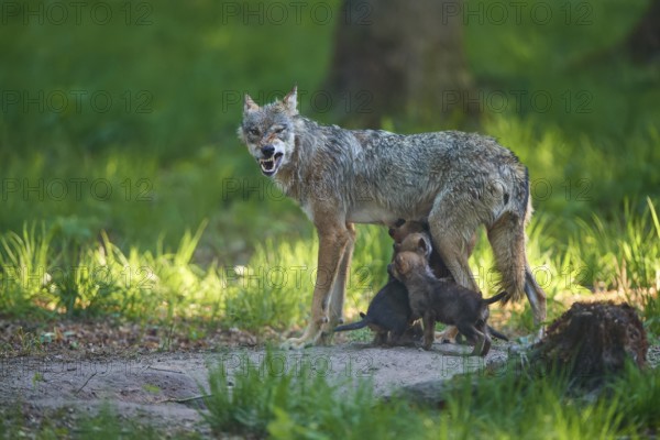 Wolf in the forest feeding its pups and showing its teeth threateningly, Wolf (Canis Lupus), Germany