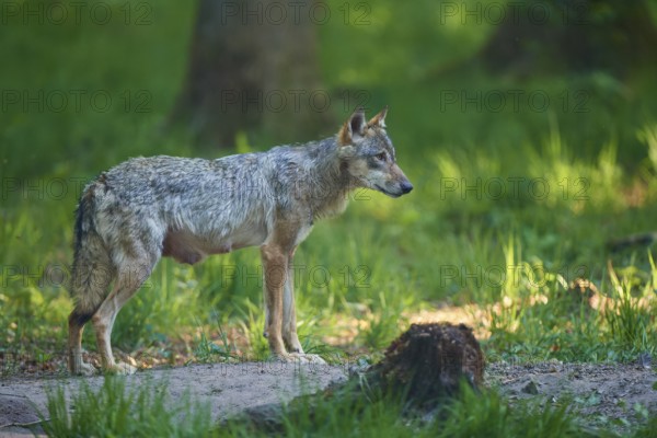 An adult wolf in a green forest stands attentively and observes the surroundings, Wolf (Canis Lupus), Germany