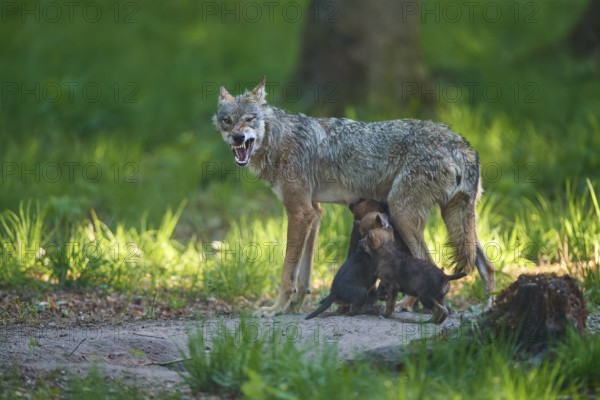 An adult wolf feeds its pups and shows its teeth in the forest, Wolf (Canis Lupus), Germany