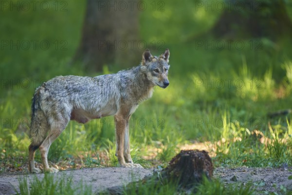 An adult wolf stands in the dense forest and looks attentively ahead, Wolf (Canis Lupus), Germany