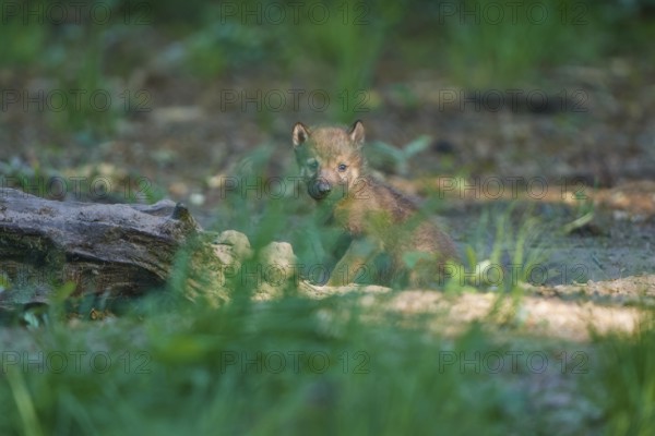 A wolf pup stands in the green forest and looks curiously at the camera, Wolf (Canis Lupus), Germany