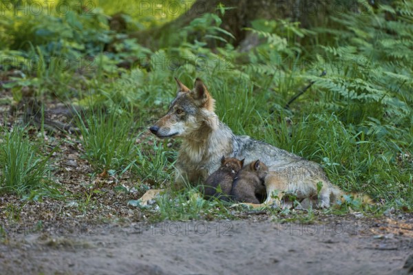 A wolf lies in the grass with sleeping pups, surrounded by lush forest vegetation, Wolf (Canis Lupus), Germany