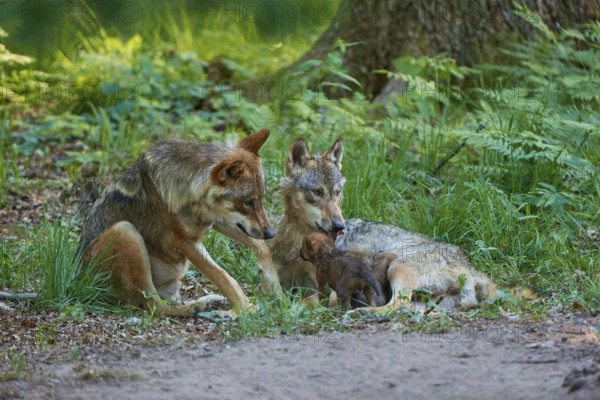 Two wolves with their pups in the forest, showing affection to each other, surrounded by greenery, Wolf (Canis Lupus), Germany